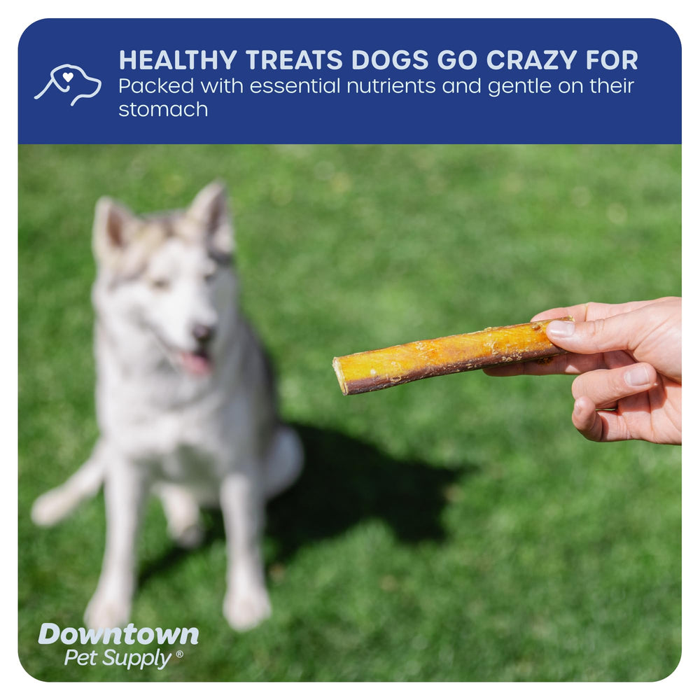 Downtown Pet Supply long-lasting dental chew beef bully stick for healthy chewing sessions.