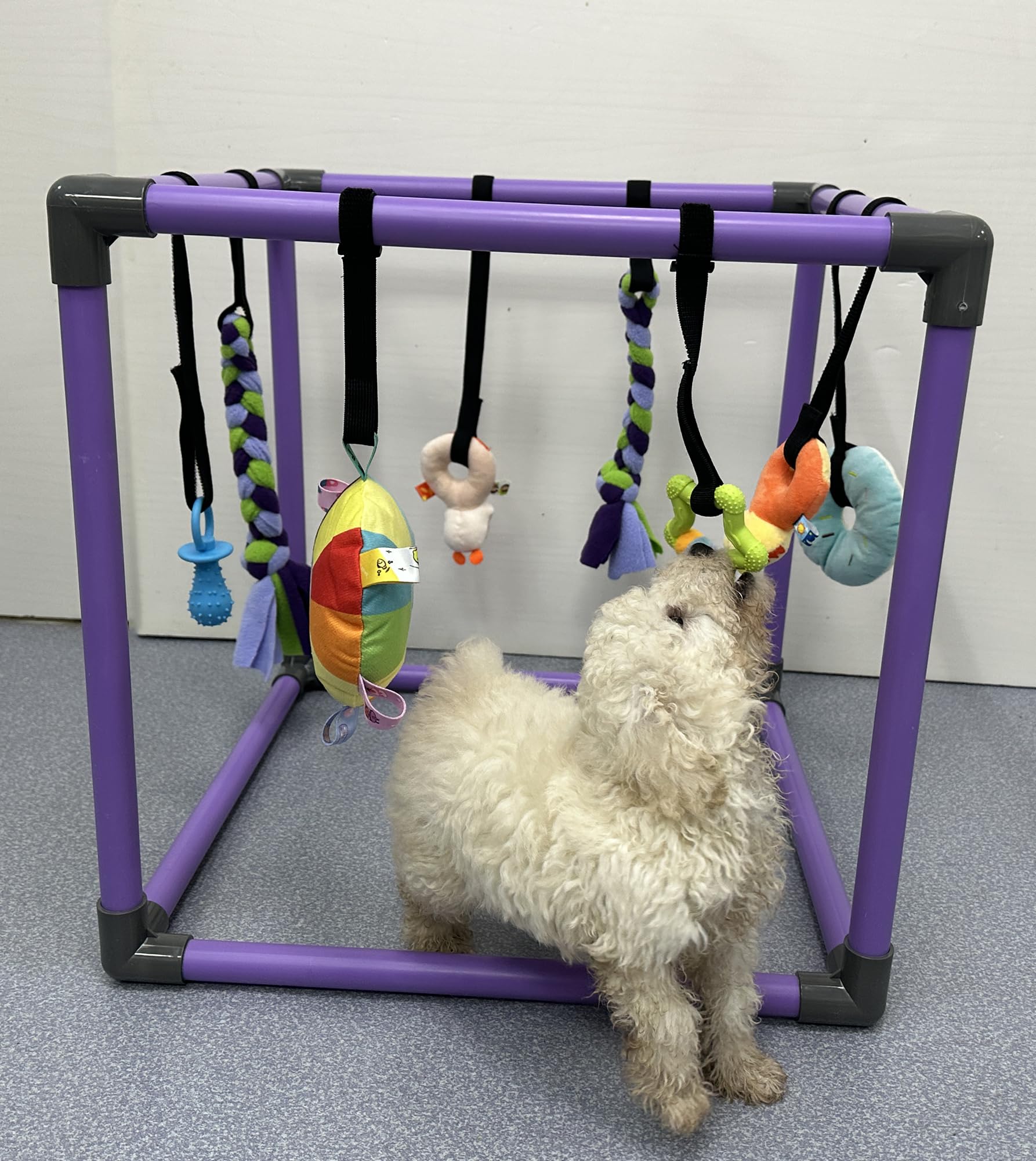 Ideal enrichment for small-dog households seeking interactive play.