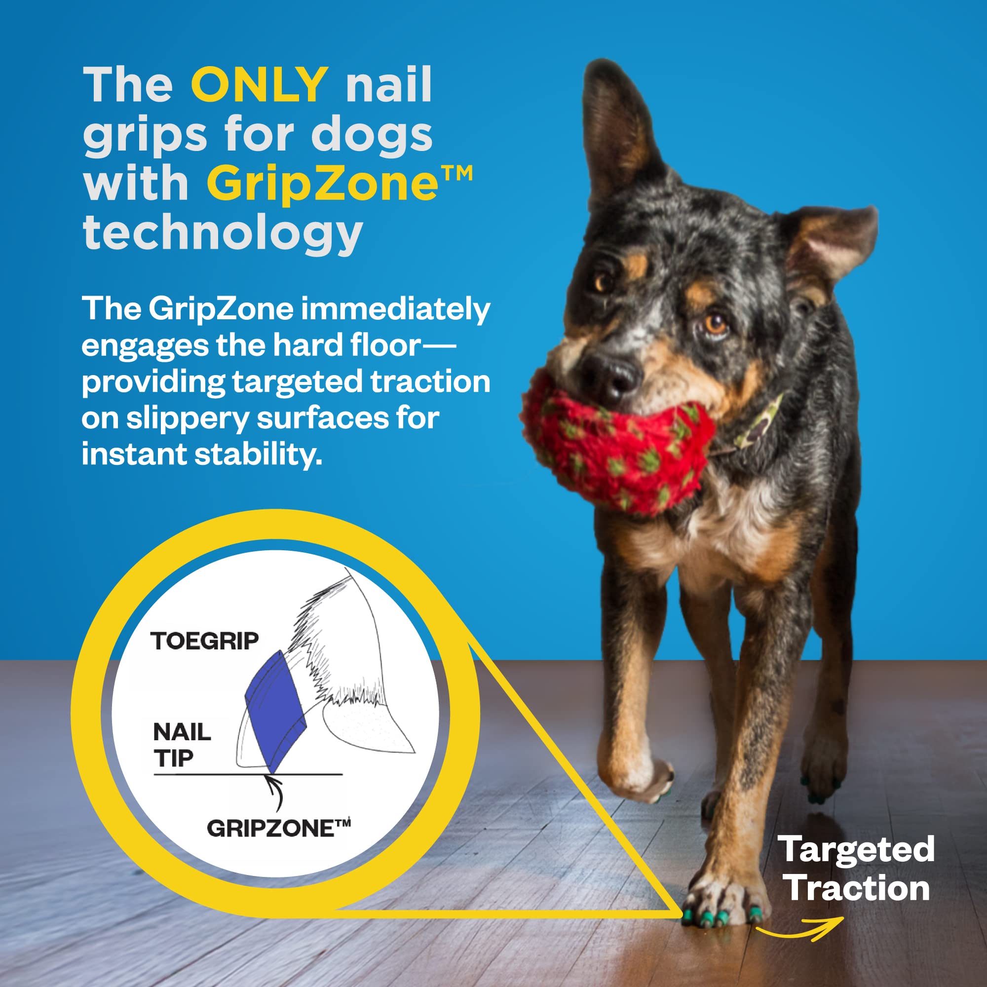 Senior dog using ToeGrips for improved traction on slick surfaces.