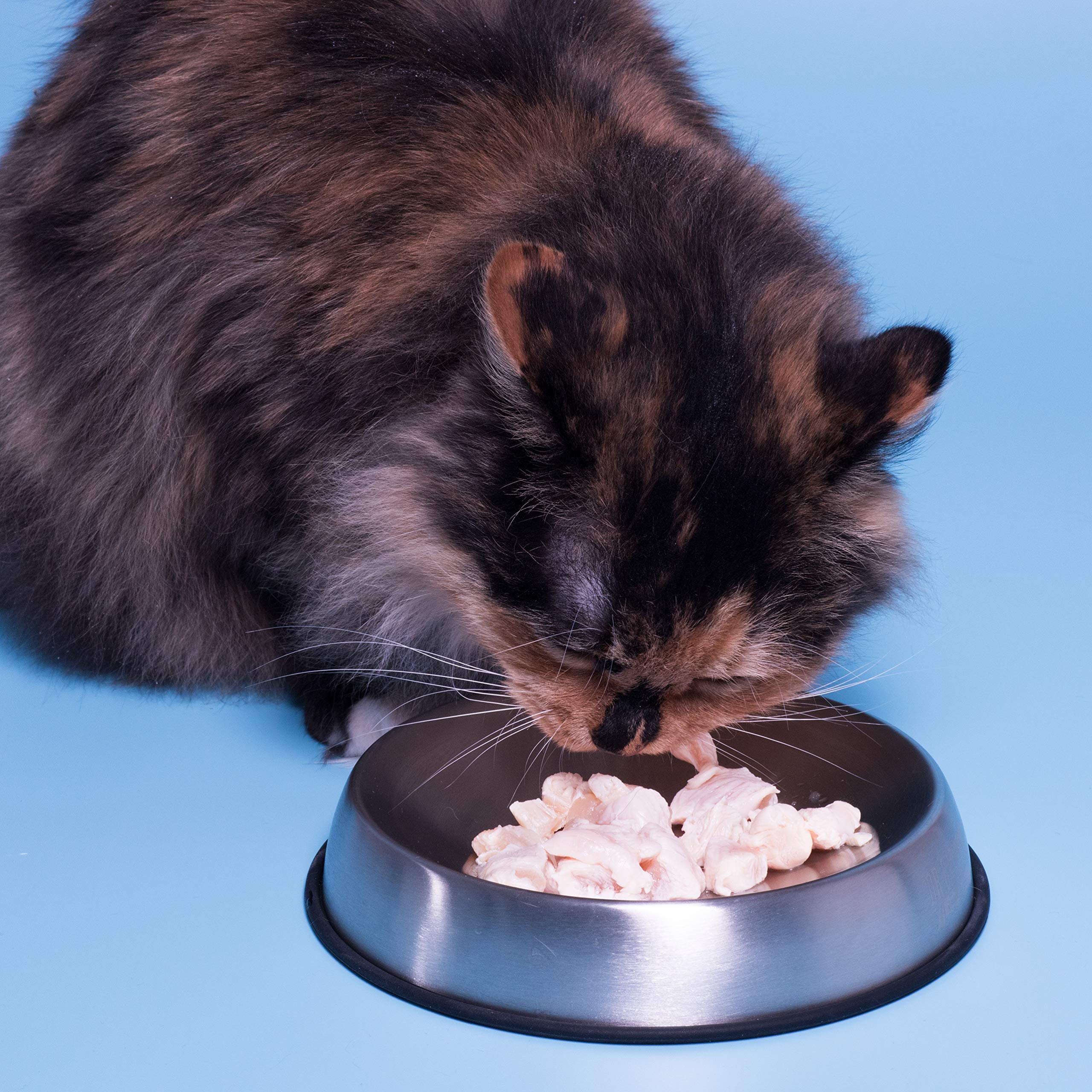 Dr. Catsby bowl resists odors and cleans easily.