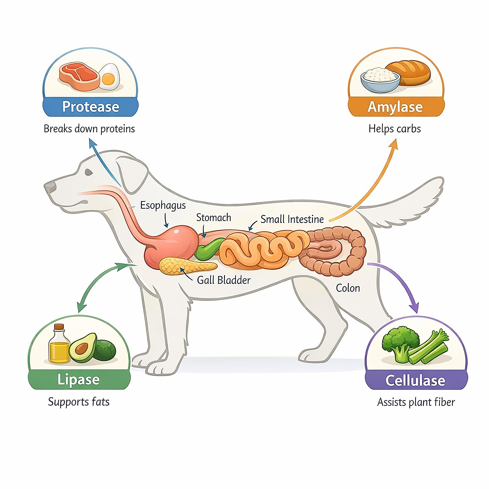 Dr. Goodpet Digestive Enzymes probiotic label highlighting gut health blend.