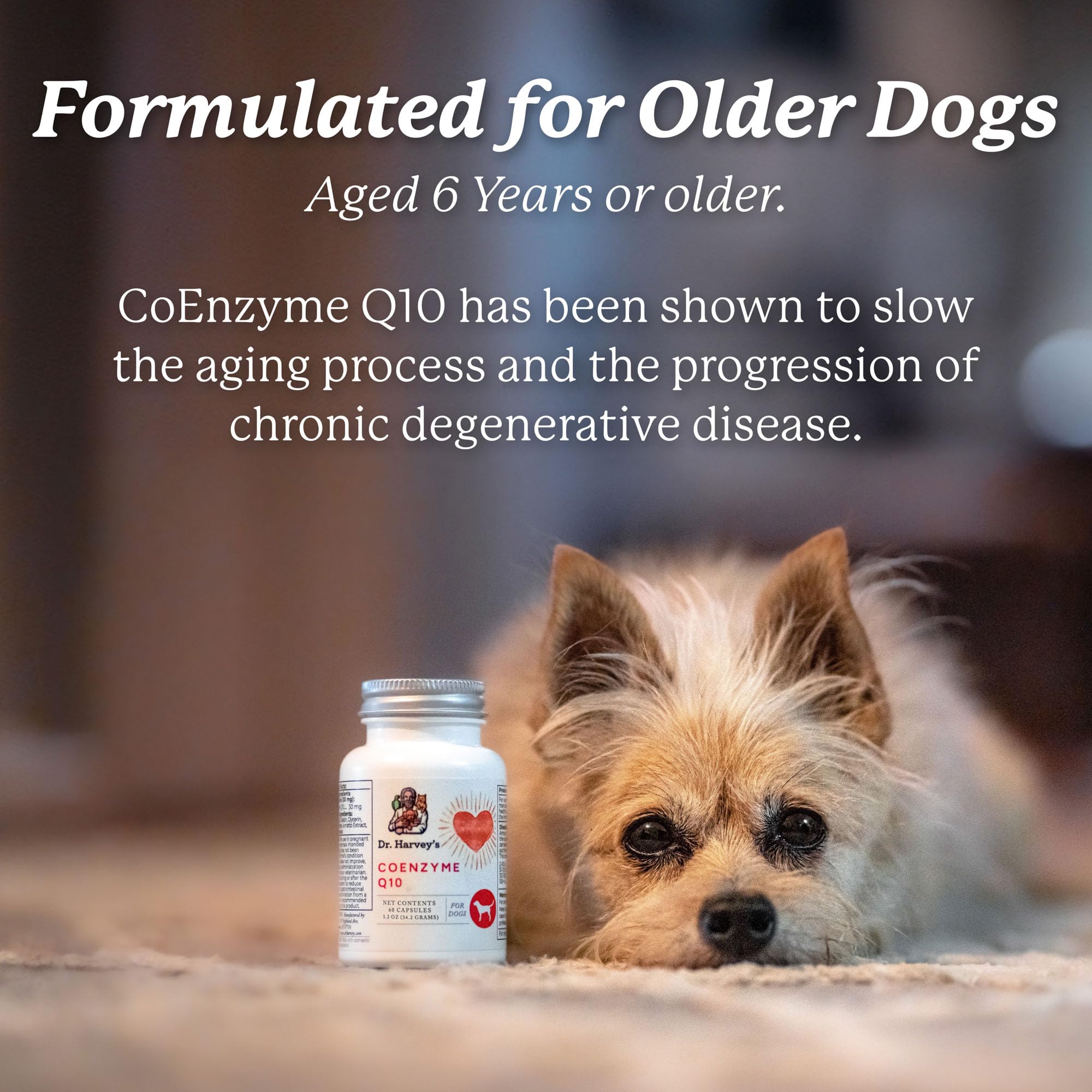 Senior dog relaxing with Dr. Harvey's CoQ10 for aging wellness.