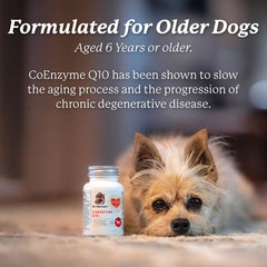 Senior dog relaxing with Dr. Harvey's CoQ10 for aging wellness.