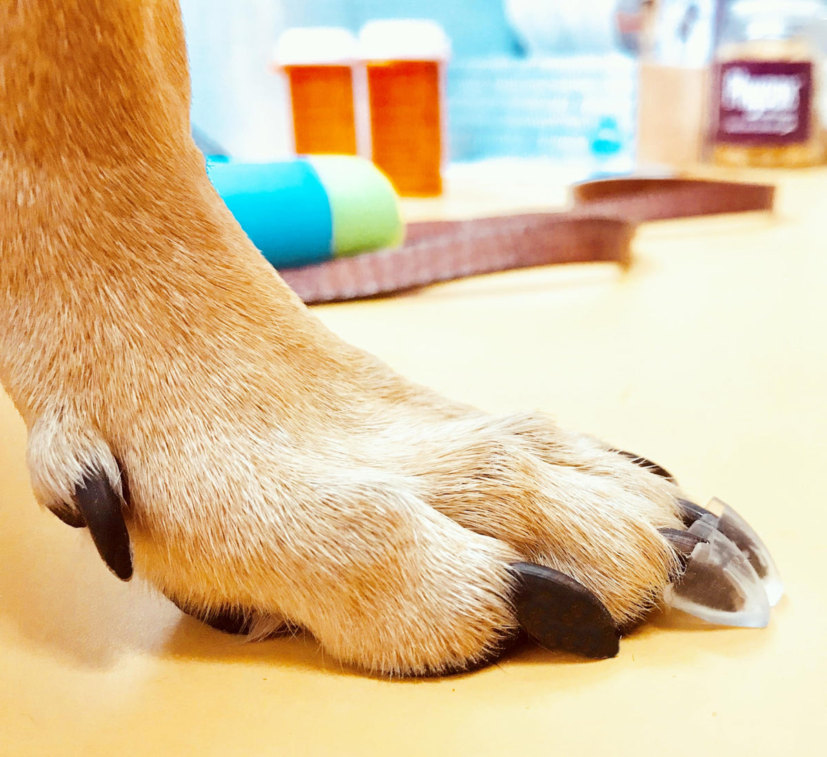 Dr. McHenry's Dog Toe Treads adhesive backing on dog nails for added traction.