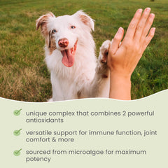 Cat mealtime with SpiruGreen supplement mix-in suggestion
