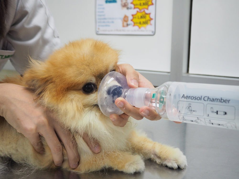 Dr. Pet durable chamber supports regular use and reliable performance.