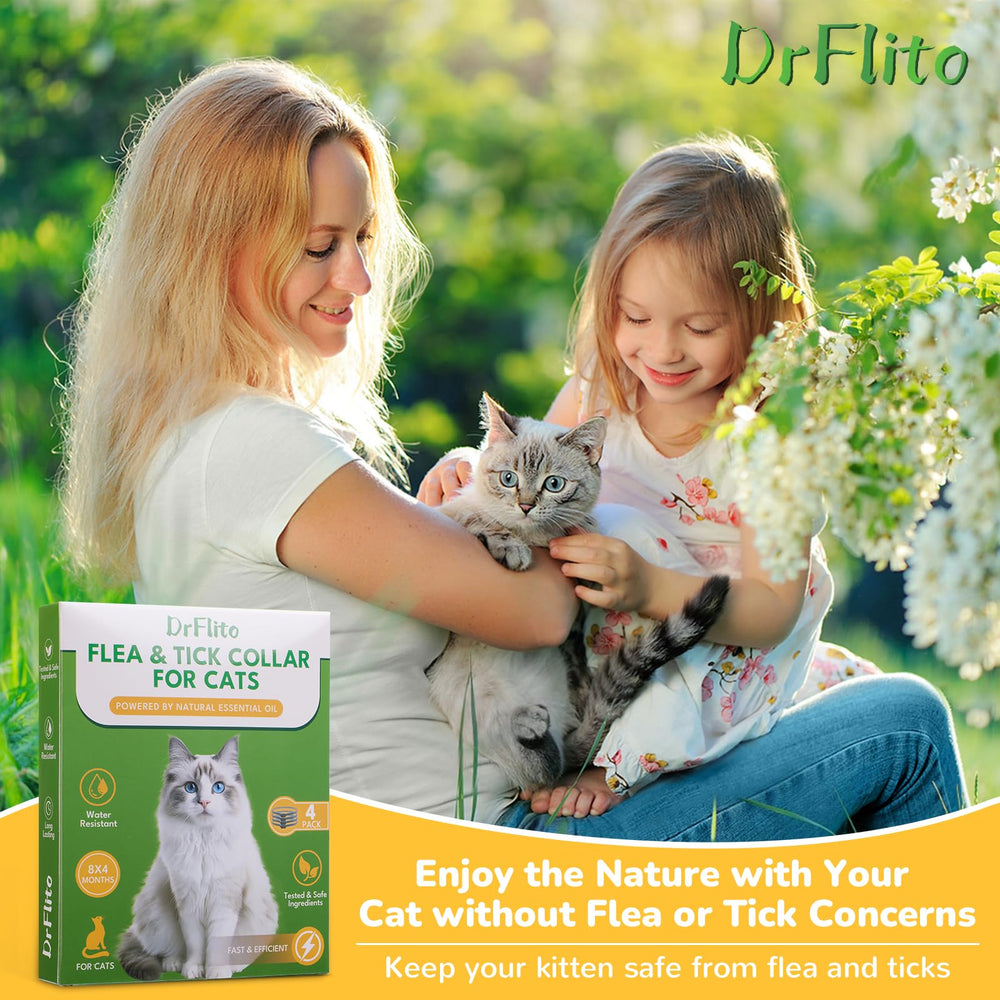 DrFlito cat wearing collar outdoors during exploration scenario