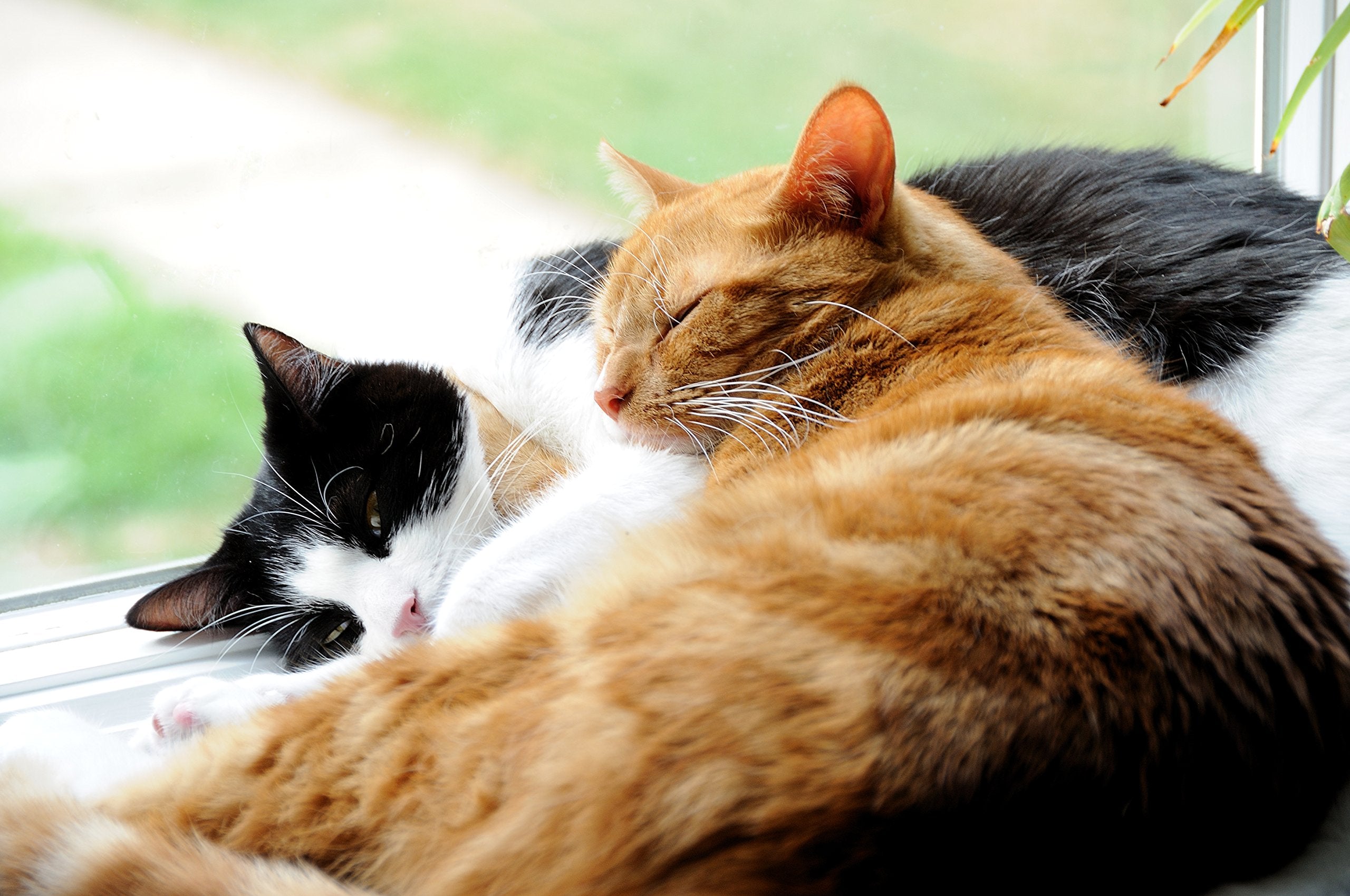 DrFormulas Nexabiotic Cats Powder USA-made quality control.