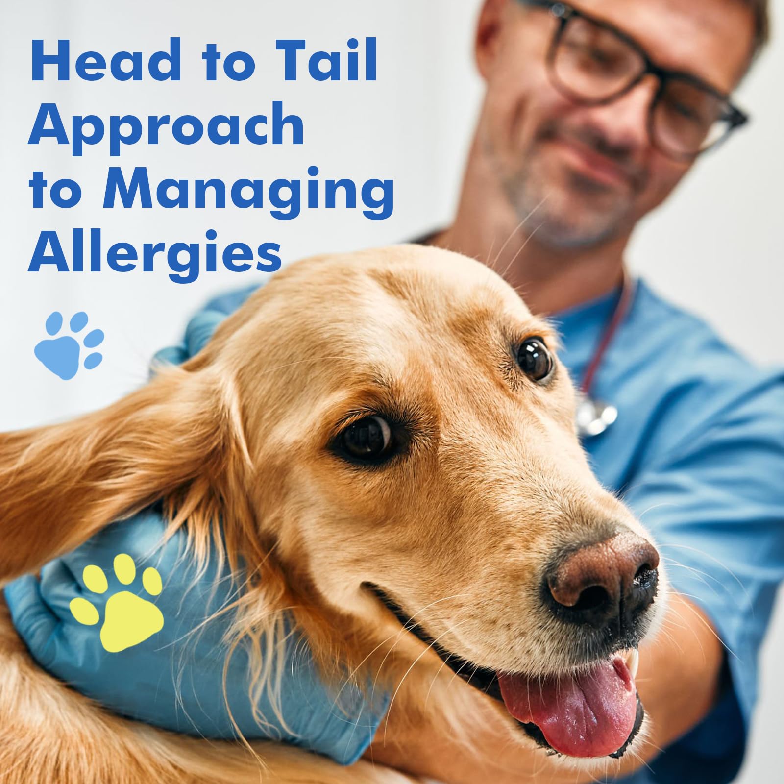DRFOSTER seasonal allergy support for dogs hints at year-round comfort.