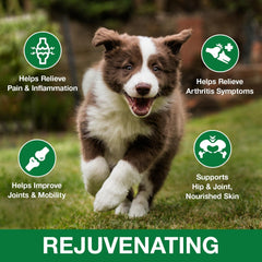 Drloton hemp oil drops packaging highlighting organic, non-GMO pet wellness.