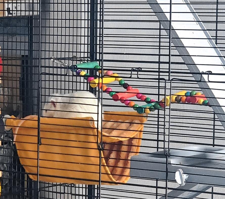 DS. DISTINCTIVE STYLE parrot rest perch supports foot comfort and safe chewing.