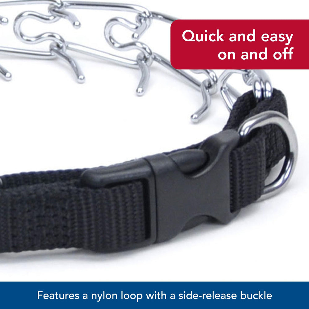 Durable metal collar shot emphasizes long-lasting construction for active dogs.