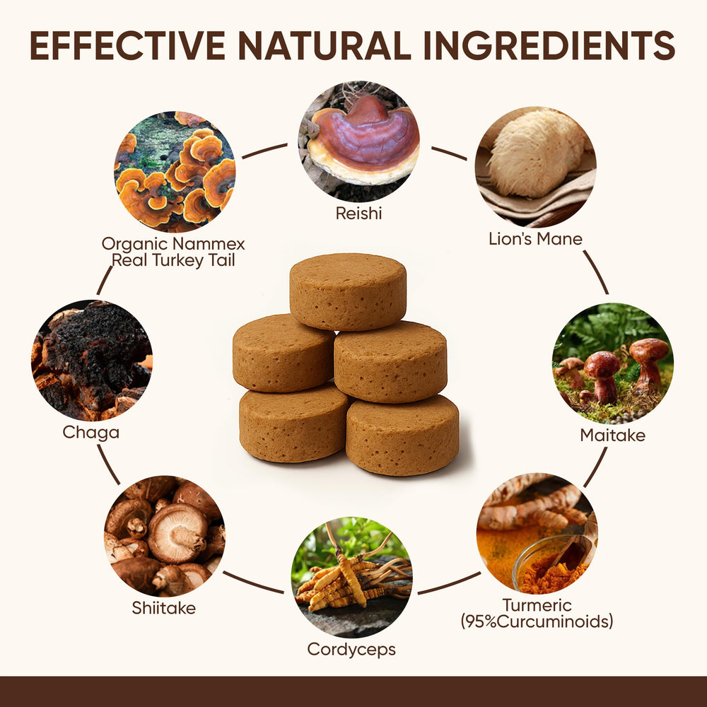 DXWXH ingredient spotlight showing turkey tail and chaga in mix