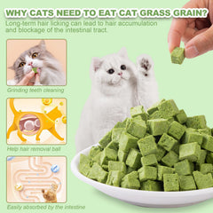 Dylan's cabin cat grass teething cubes offered as a training reward