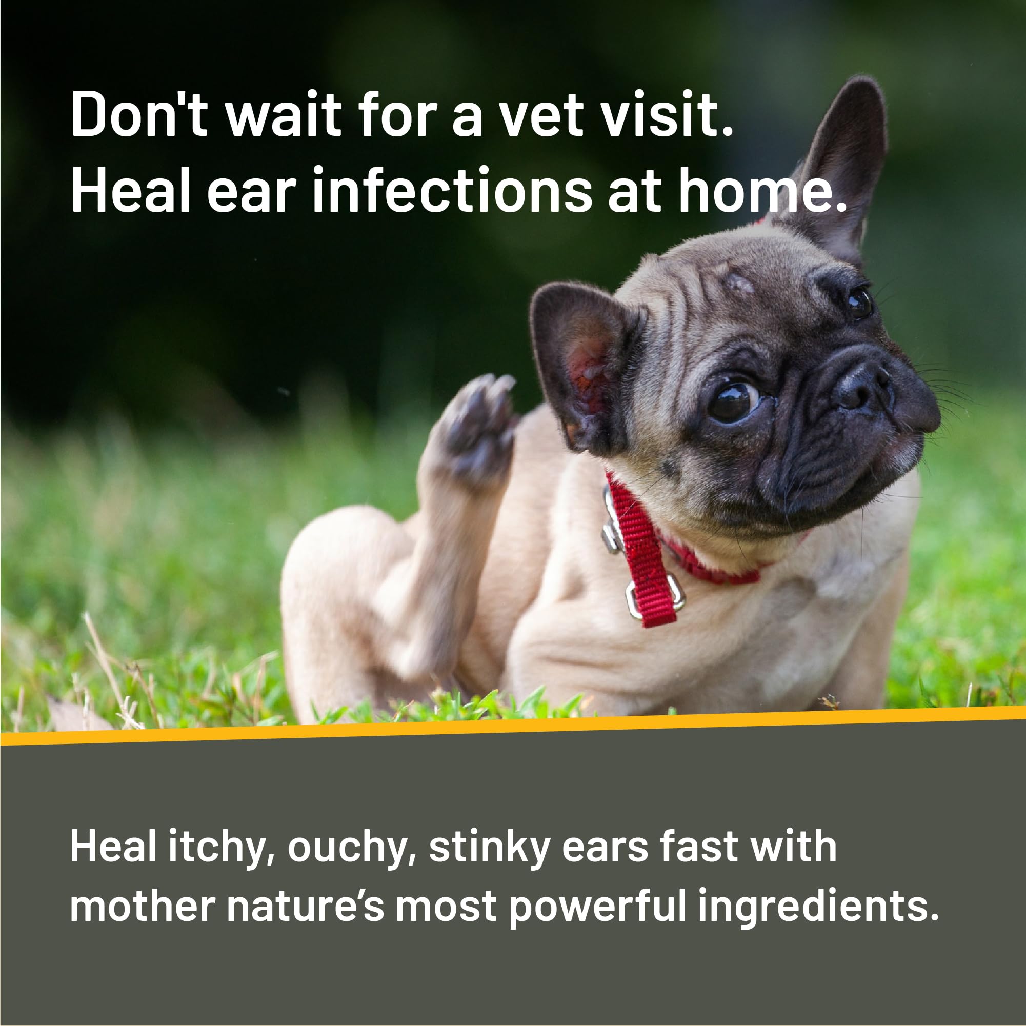 Applying Absorbine ear drops to a dog's ear