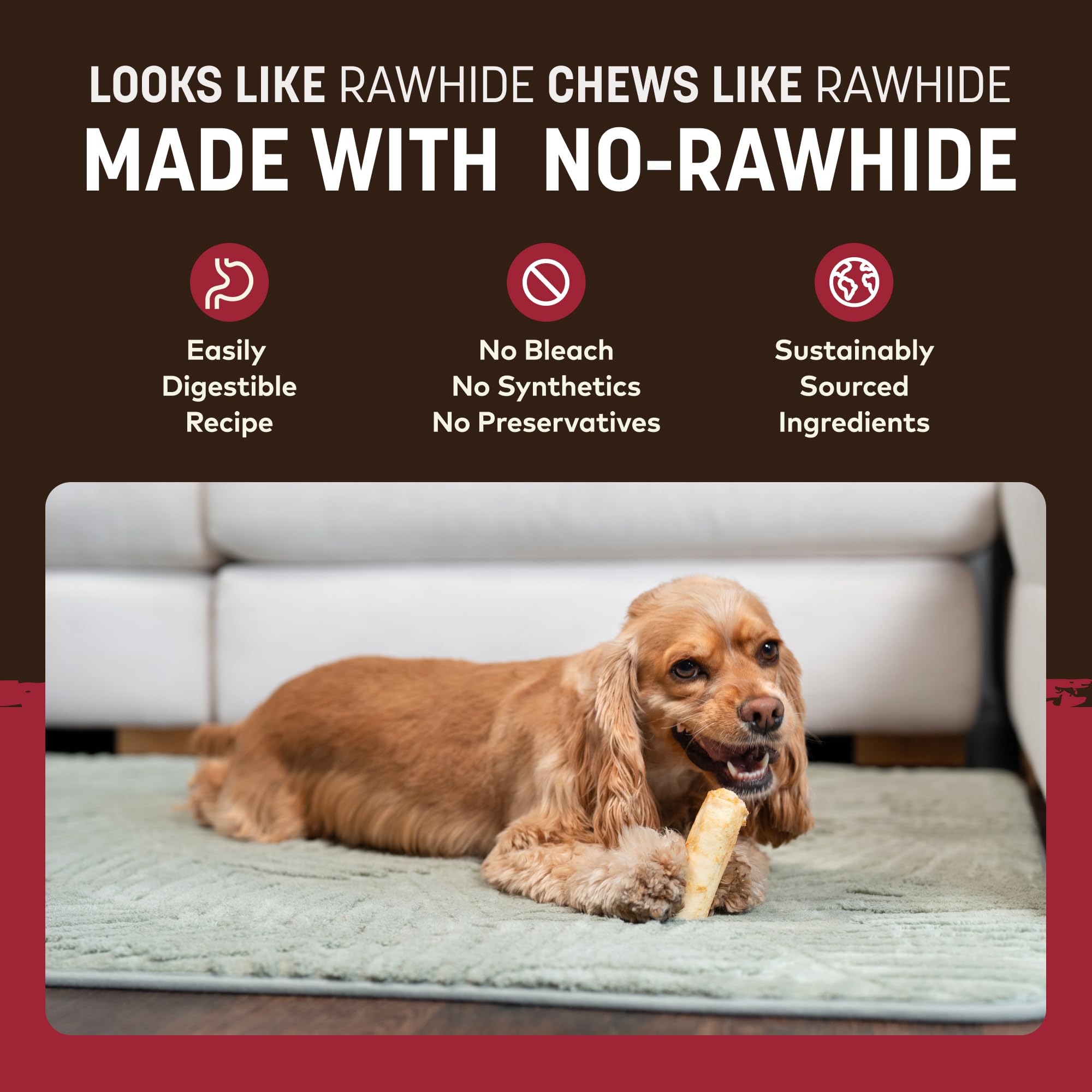 Small dog enjoying Earth Animal No Hide Chews beef roll after play.