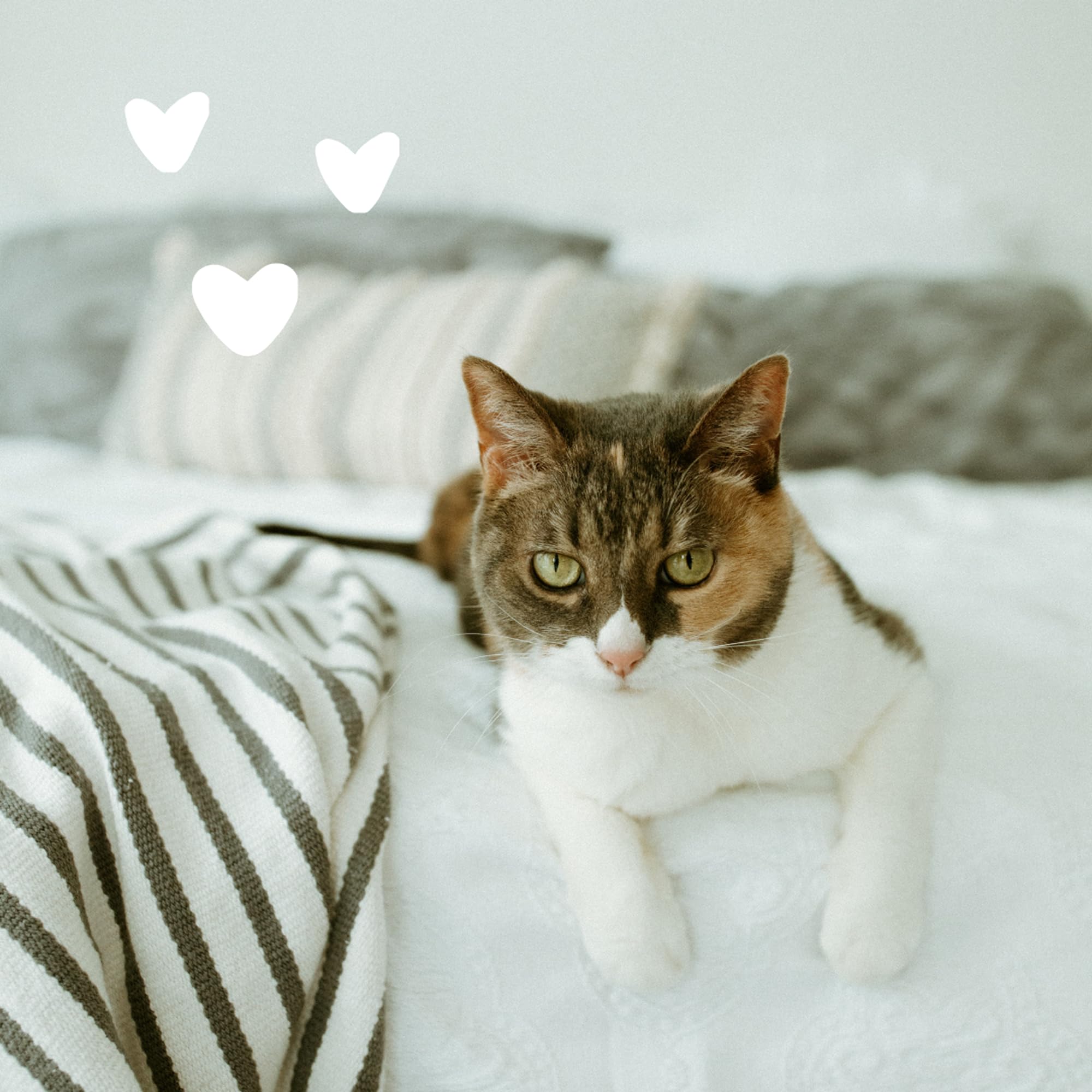 Earthbath hypoallergenic cat shampoo aloe vera image suggests soothing care during baths.