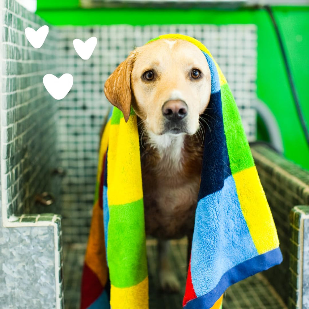 Earthbath Oatmeal & Aloe dog shampoo pump-top for easy use
