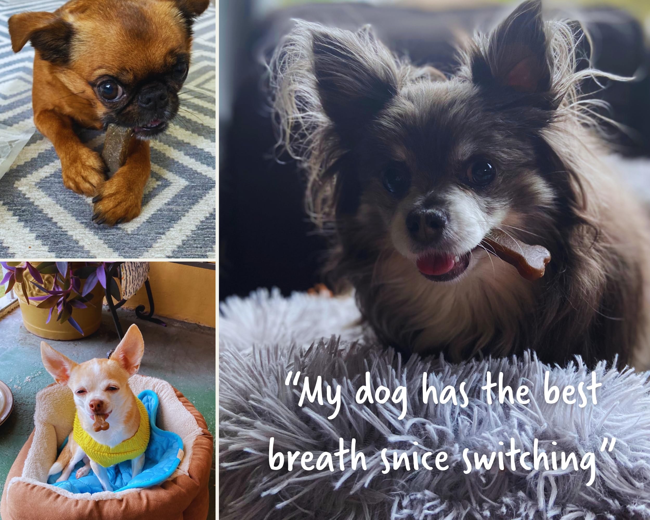 Earthly Earthbones chews shown in a routine brushing or reward context.