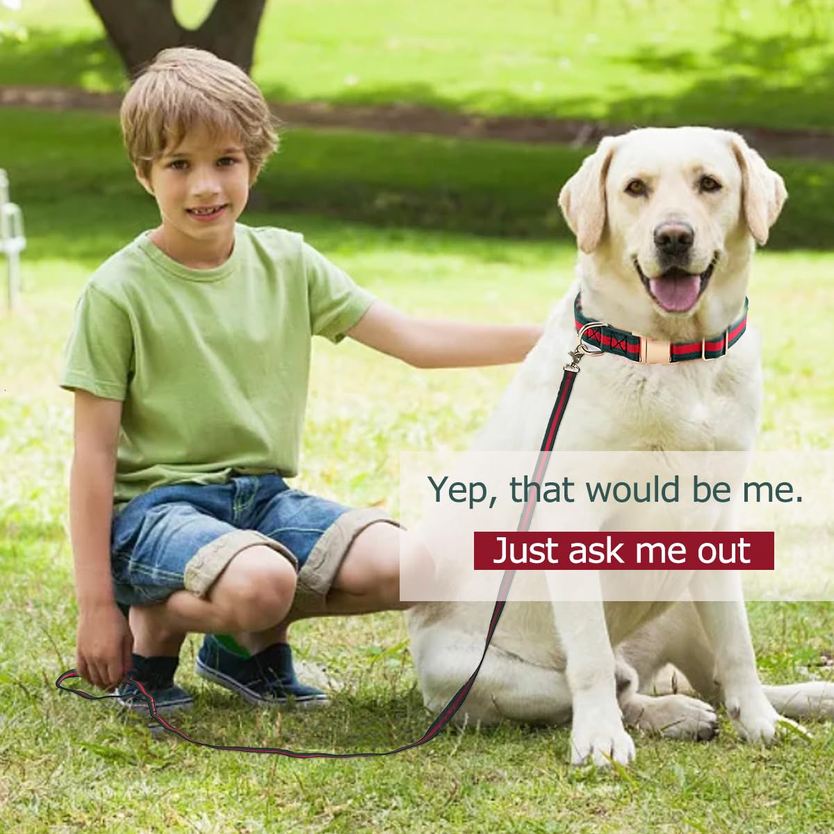 echentie packaging for medium dogs premium gift-ready set