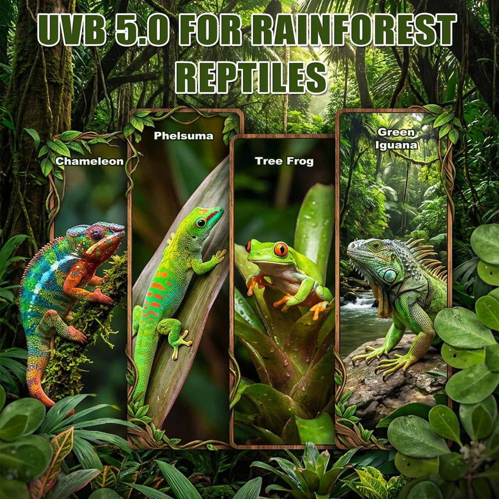 Eckpo rainforest kit suits crested geckos with gentle UVB exposure.