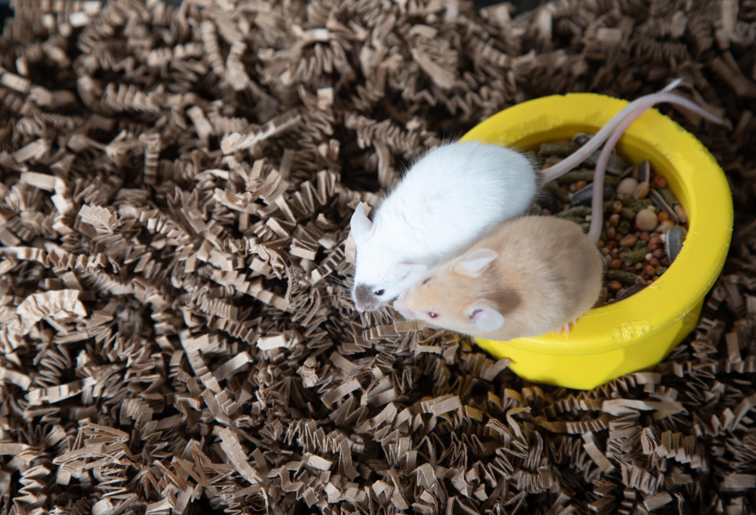 Nesting and burrowing-friendly bedding encourages natural behaviors in small animals.