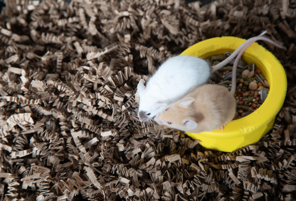Nesting and burrowing-friendly bedding encourages natural behaviors in small animals.