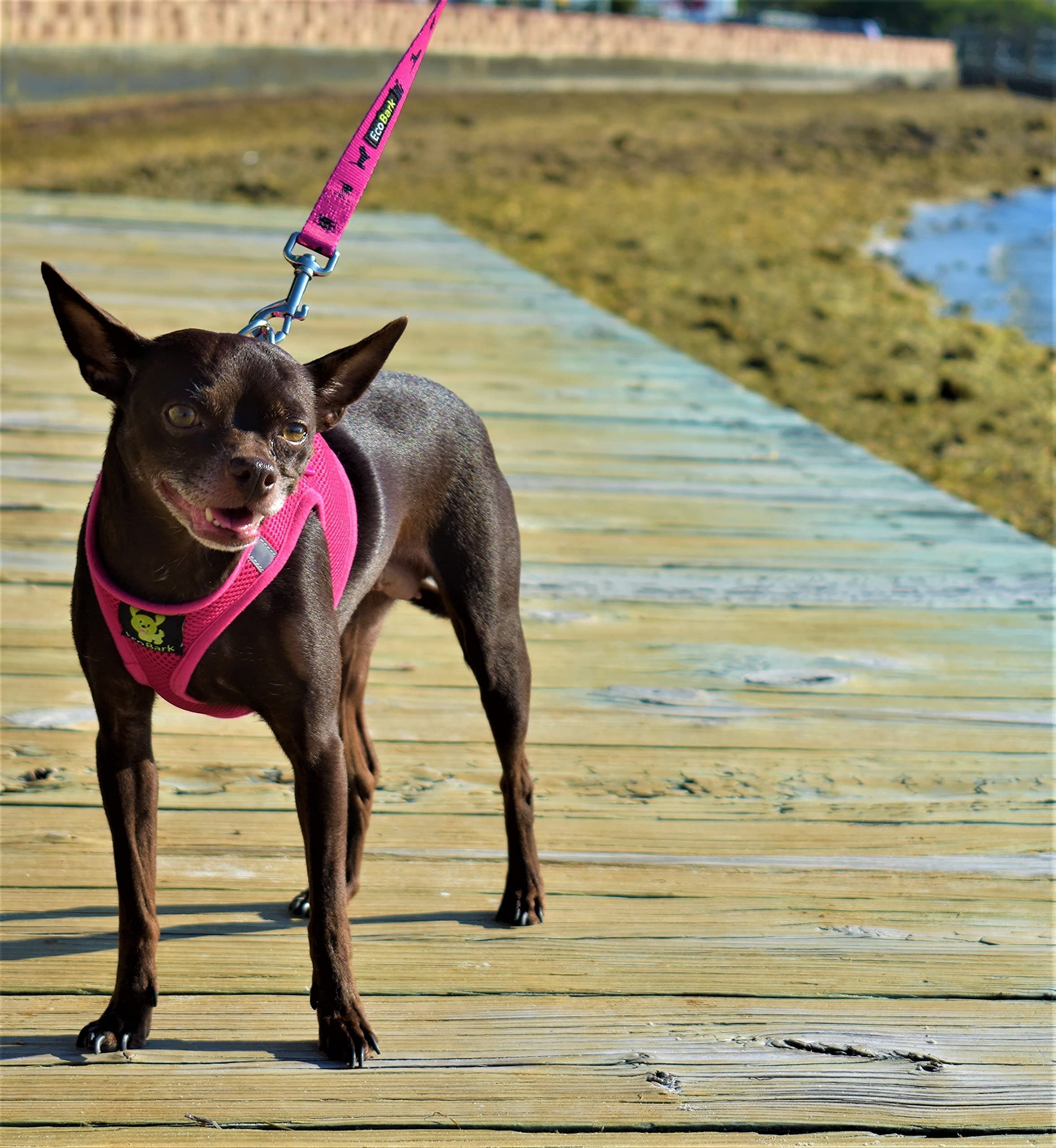EcoBark medium pink harness worn by a dog during a walk