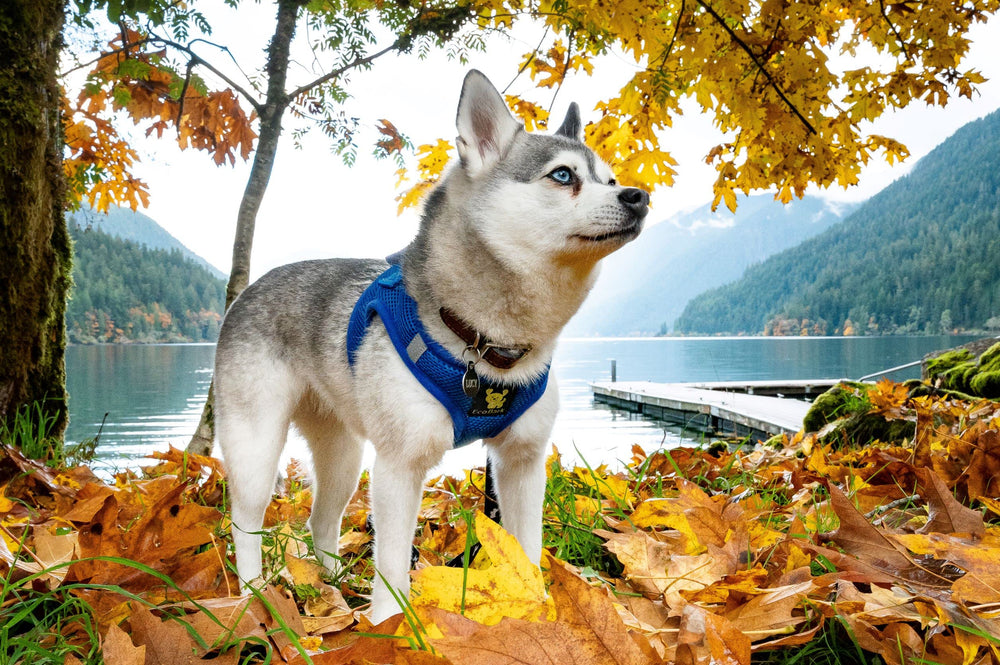 EcoBark Step in Harness no-pull design reduces pulling during walks.