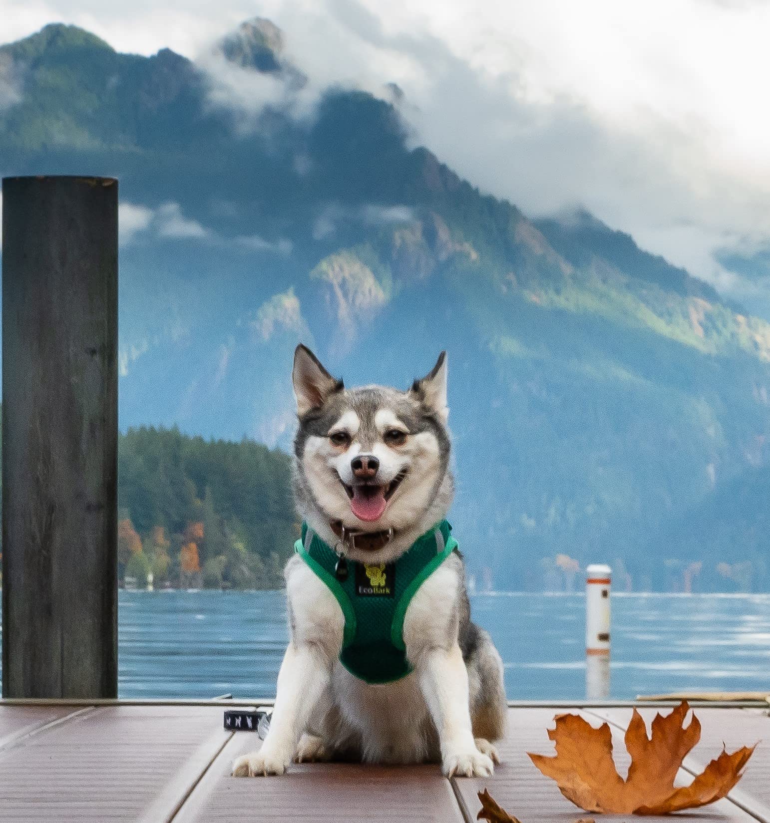 EcoBark Step in harness showing double-layer mesh for breathability