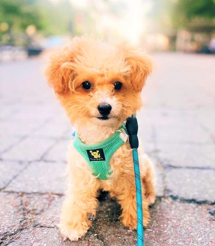 EcoBark Teacup Harness recyclable packaging supports eco-friendly gifting.