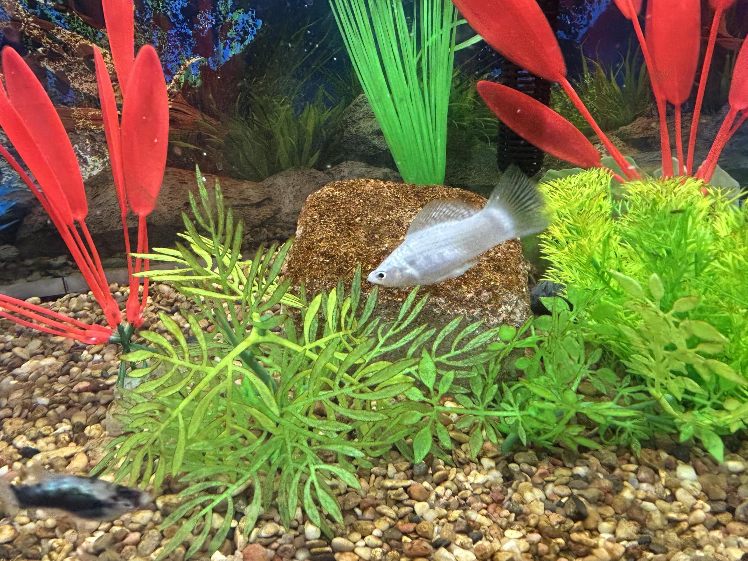 EcoBio-Block helps reduce odors for a fresher aquarium.