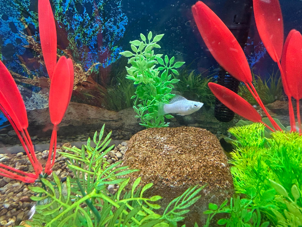 Three-step EcoBio-Block setup shown in-use