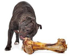 EcoKind Large Dog Bone rawhide-free option for tough chewers.