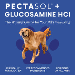 EcoNugenics PectaPaws dog enjoying playtime, suggesting improved mobility and energy.