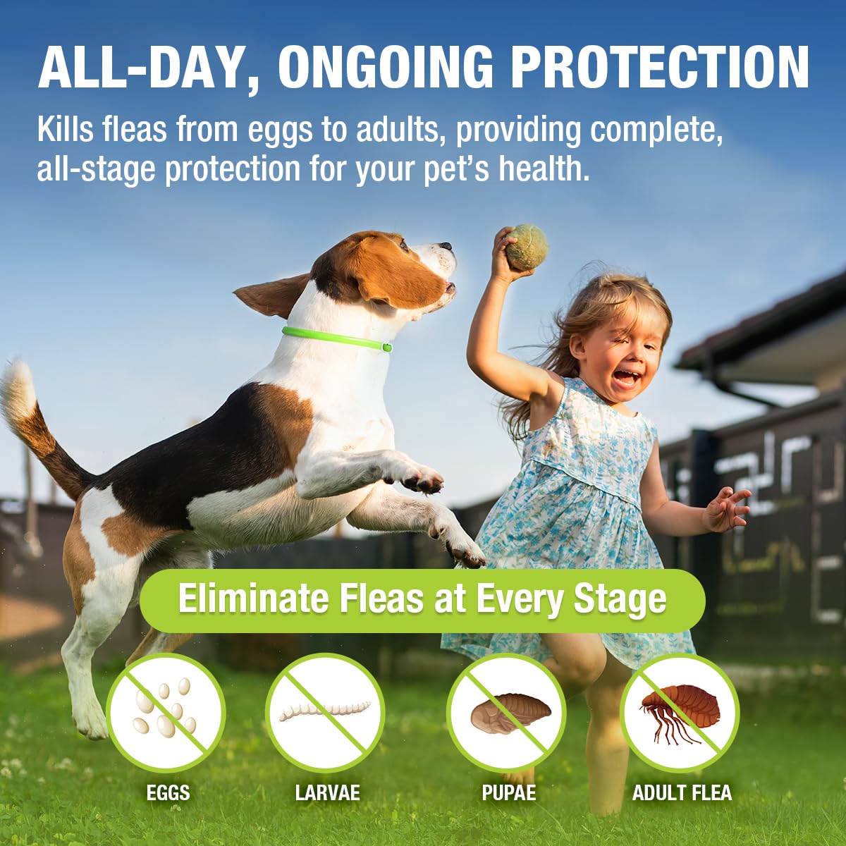 EcoVenger flea collar on a dog in green, natural protection for outdoor adventures.