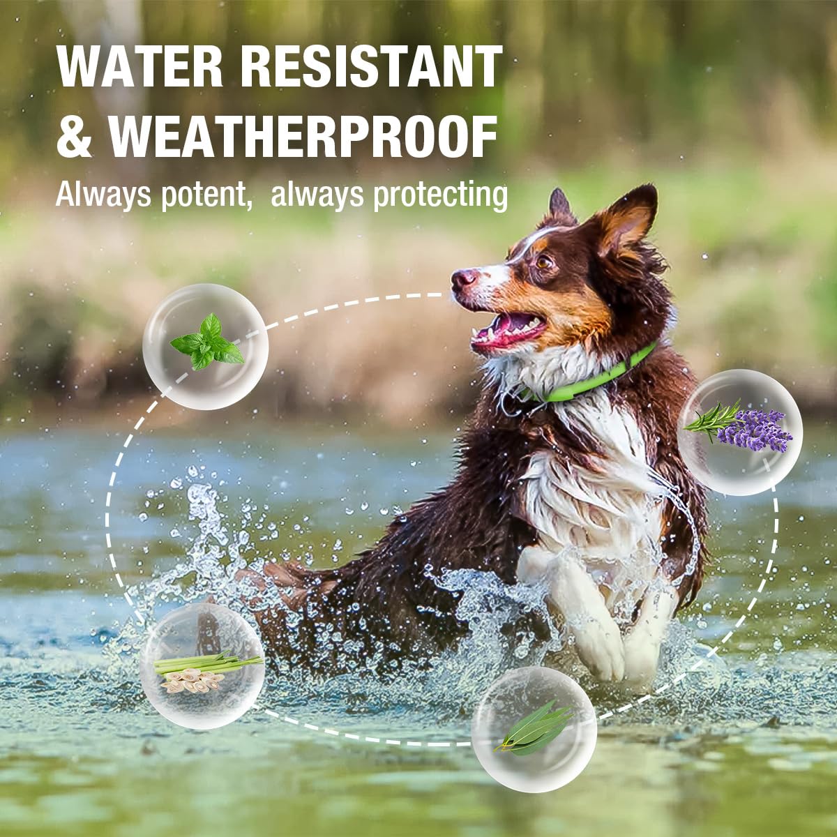 EcoVenger soft-wide collar wear with comfortable fit for pets.