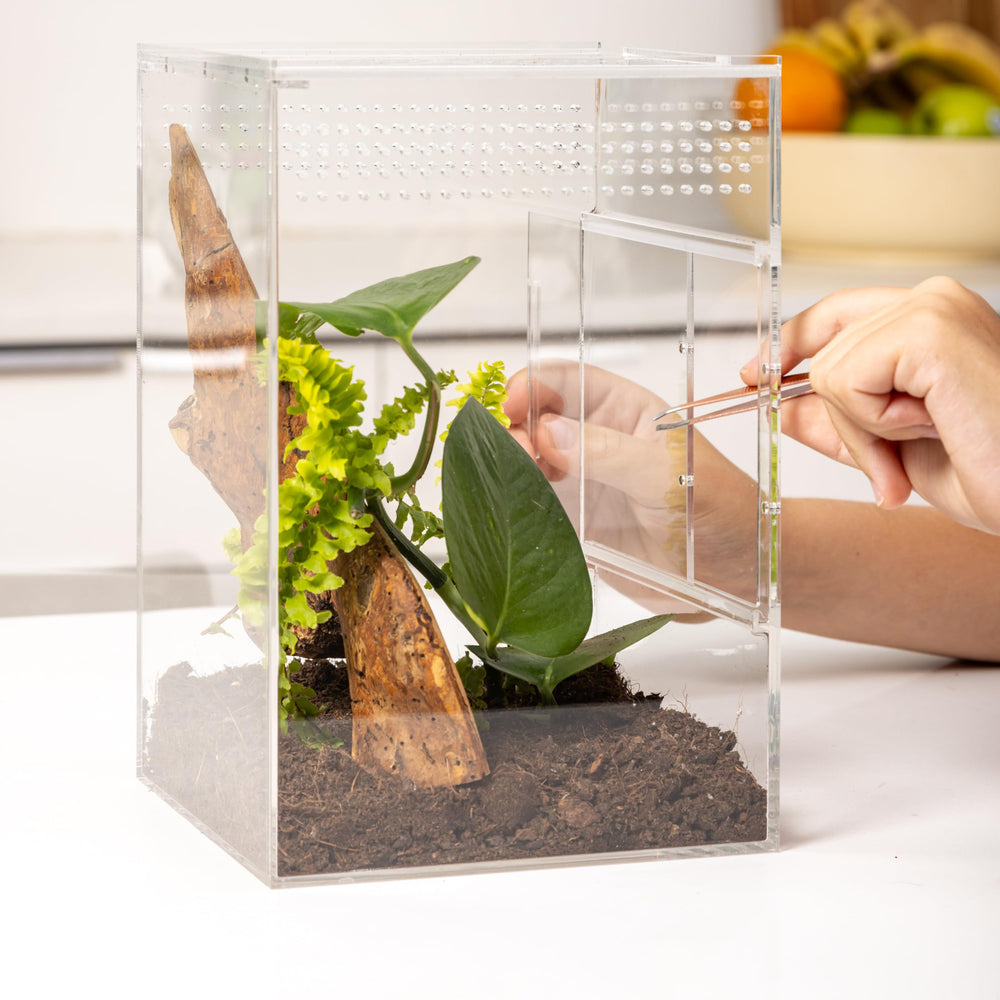 EctoTherm Arboreal Tarantula Enclosure Kit suited for small arboreal species and mantises.