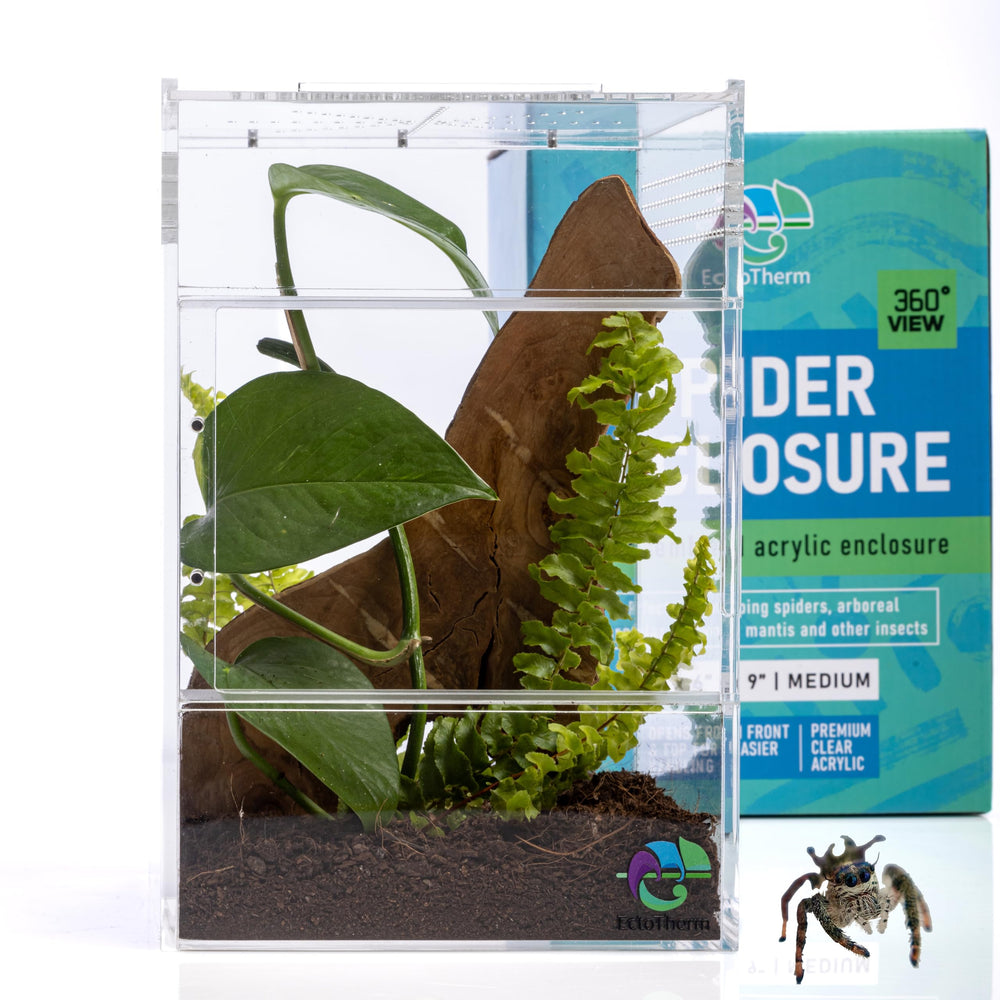 EctoTherm Jumping Spider Enclosure front view highlights seamless access and clear observation.