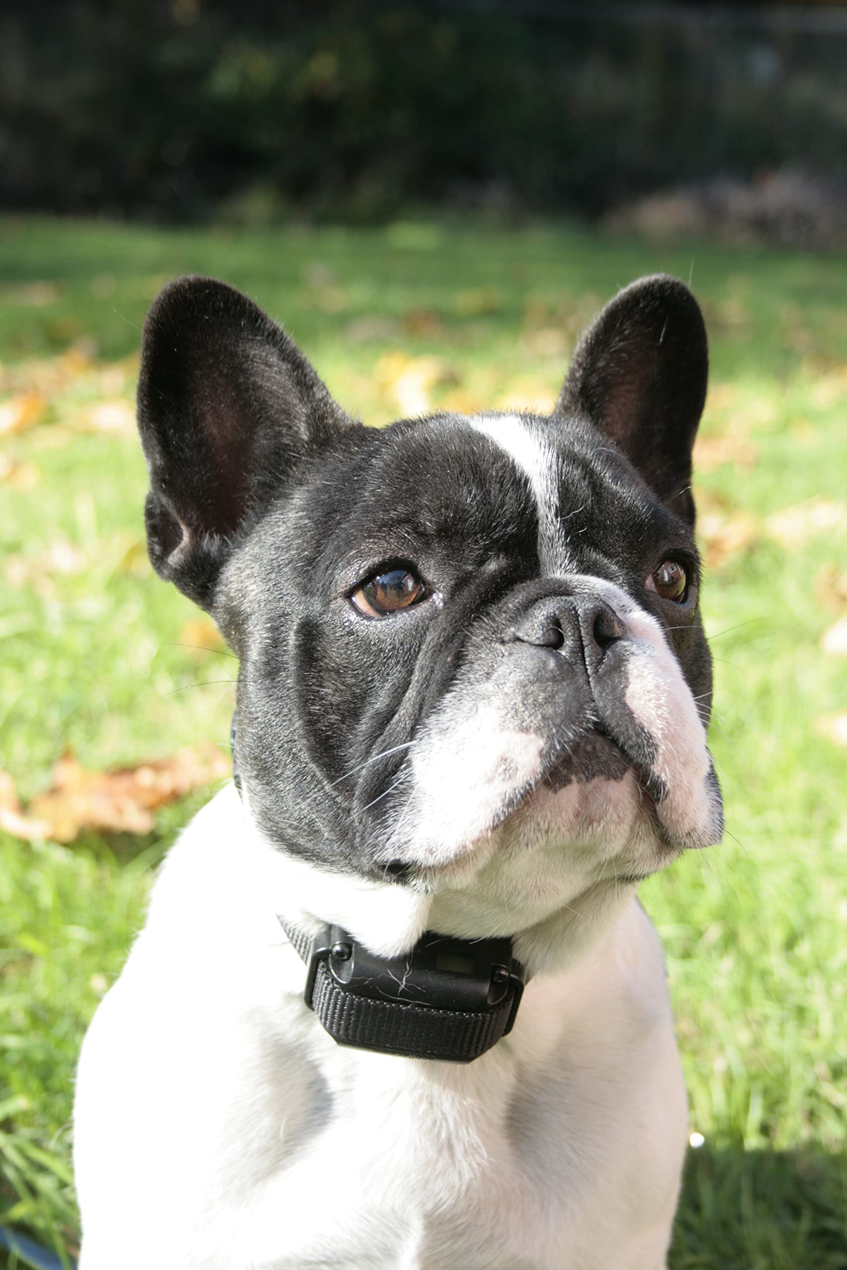 Educator collar care note: avoid wearing the receiver longer than 12 hours.