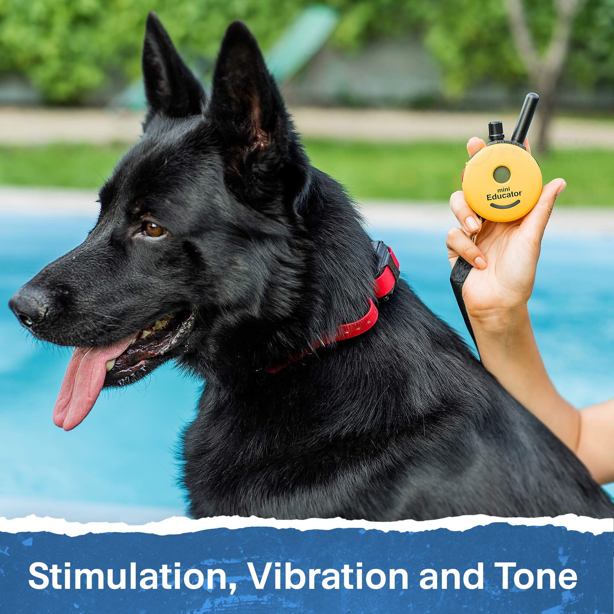 Educator ET-300 Mini E Collar 0.5-mile range for everyday training.