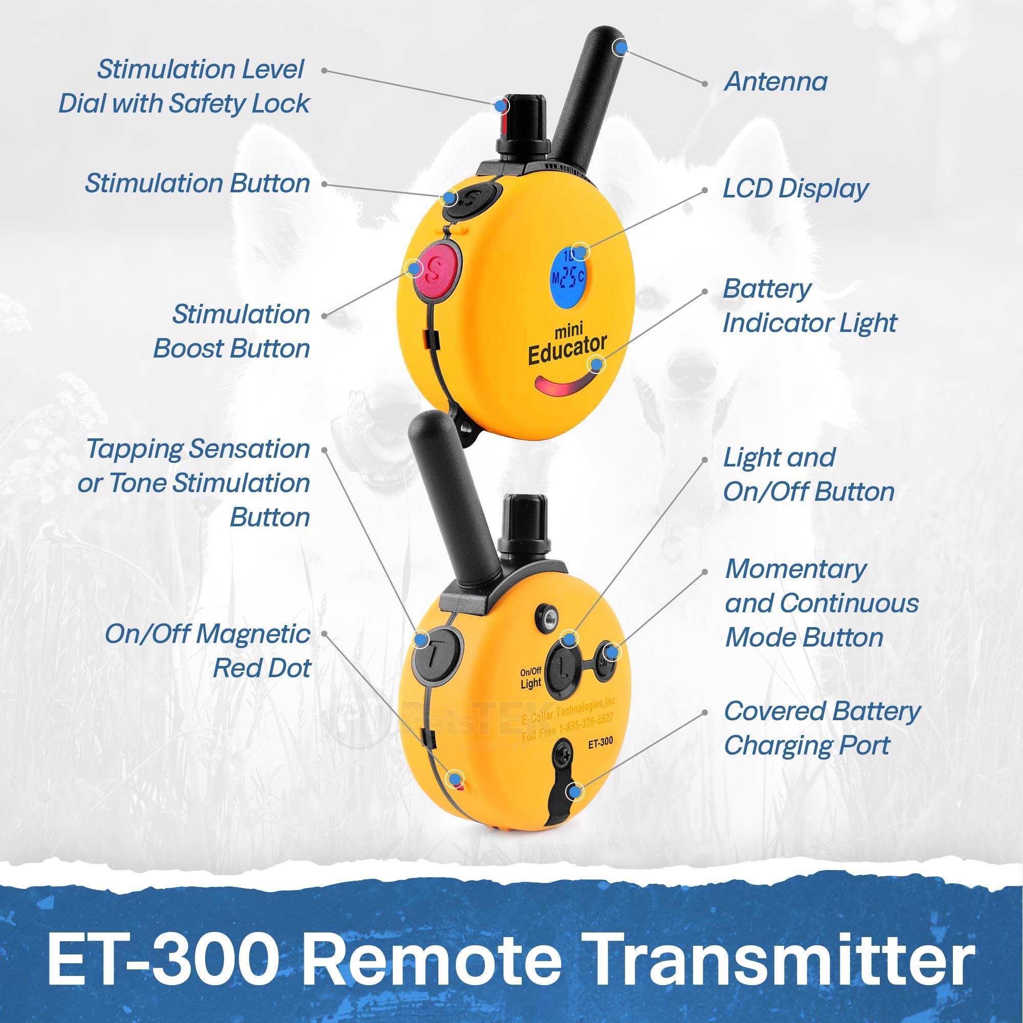 Educator ET-300 Mini E Collar night LED for visibility during walks.