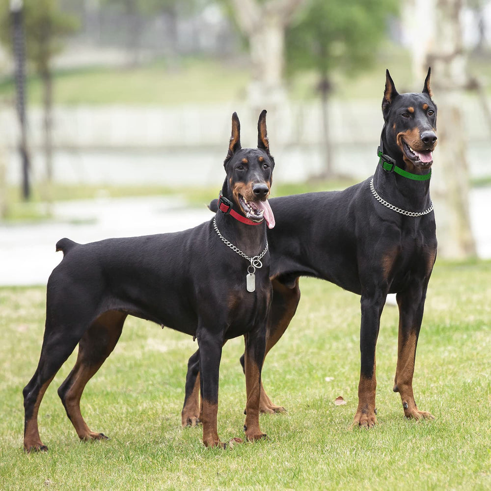 Educator PE-090 two-dog expansion demonstrates seamless remote control across dogs.