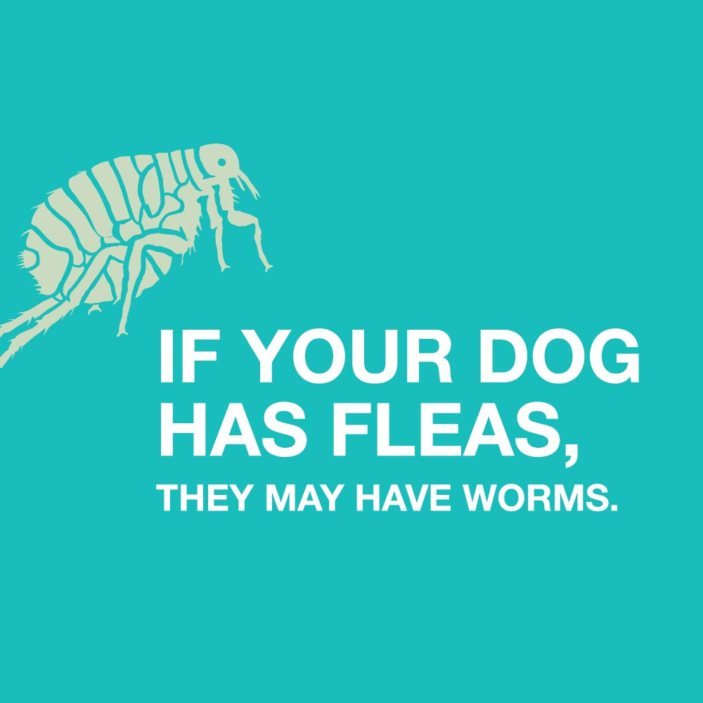 Elanco Tapeworm Dewormer tablets mixed with food for simple administration.