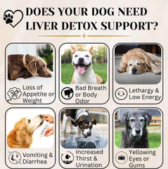 Electric Elixir liver detox chews close-up for toxin elimination support in dogs.