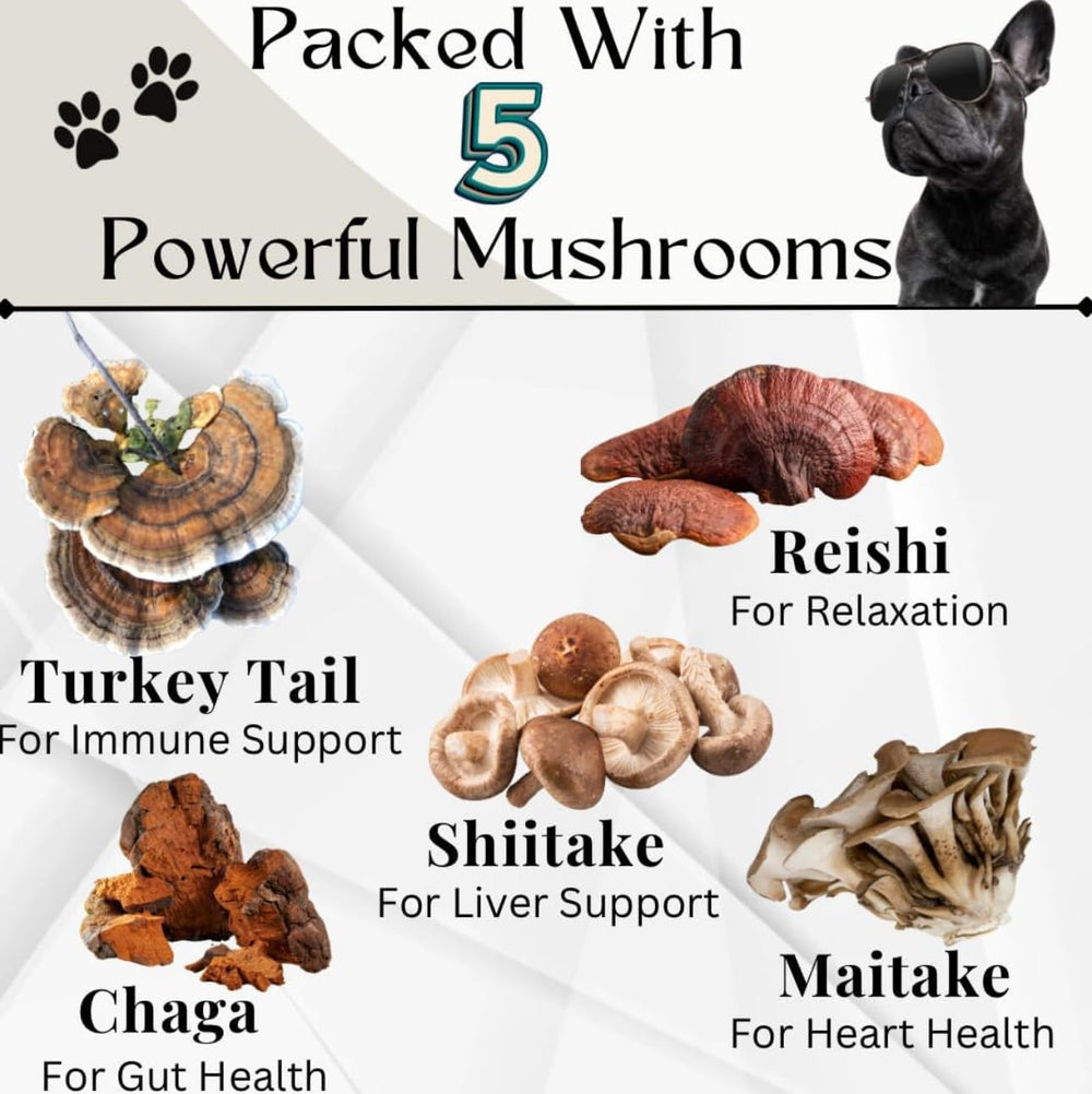 Electric Elixir mushroom blend supports digestion and gut balance for dogs.