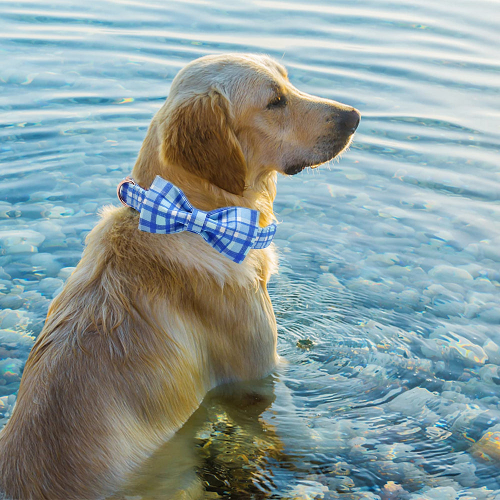 Medium-sized adjustable collar from Elegant little tail showing length range.