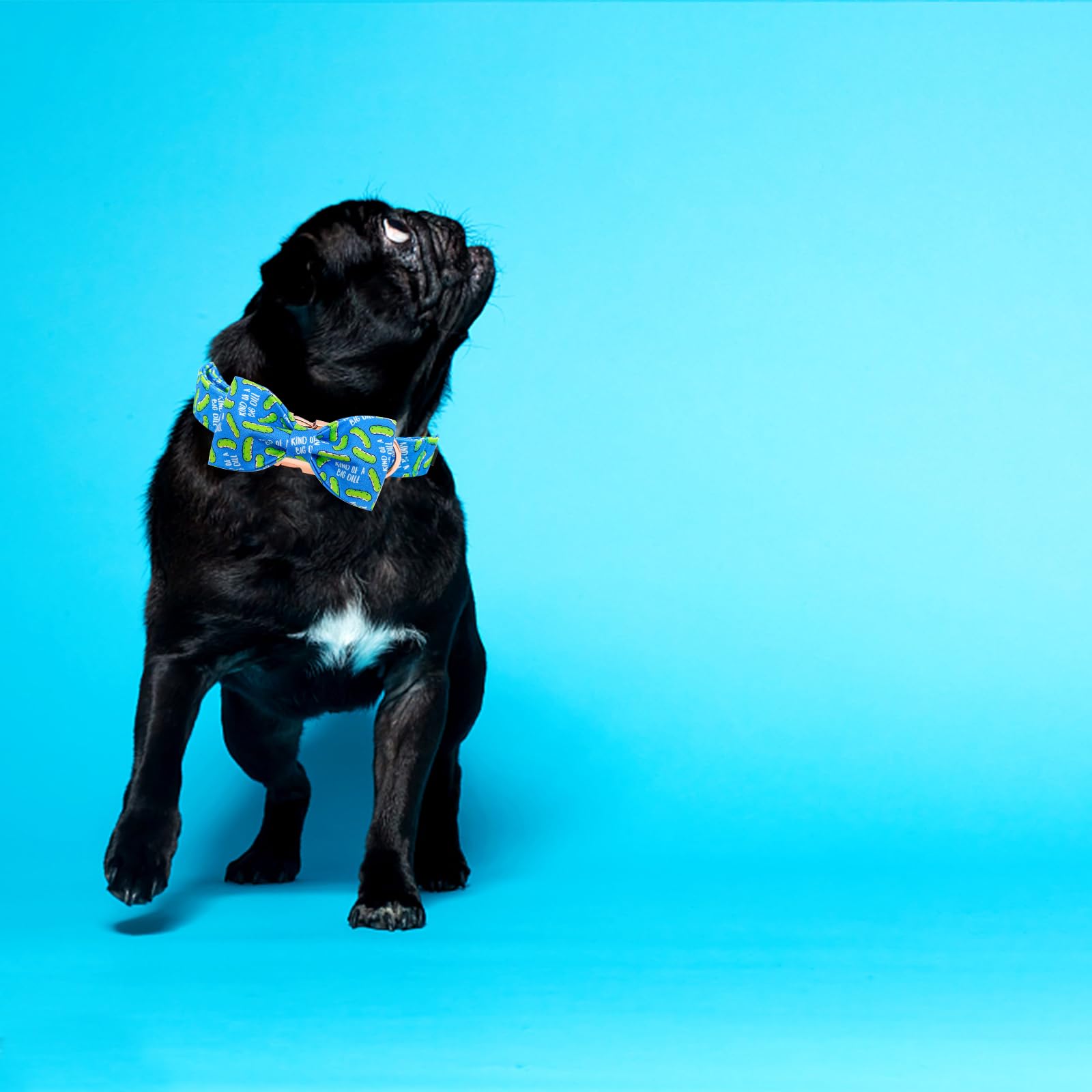 Elegant Little Tail dill pickles collar pair with bow demonstrates coordinated pet styling