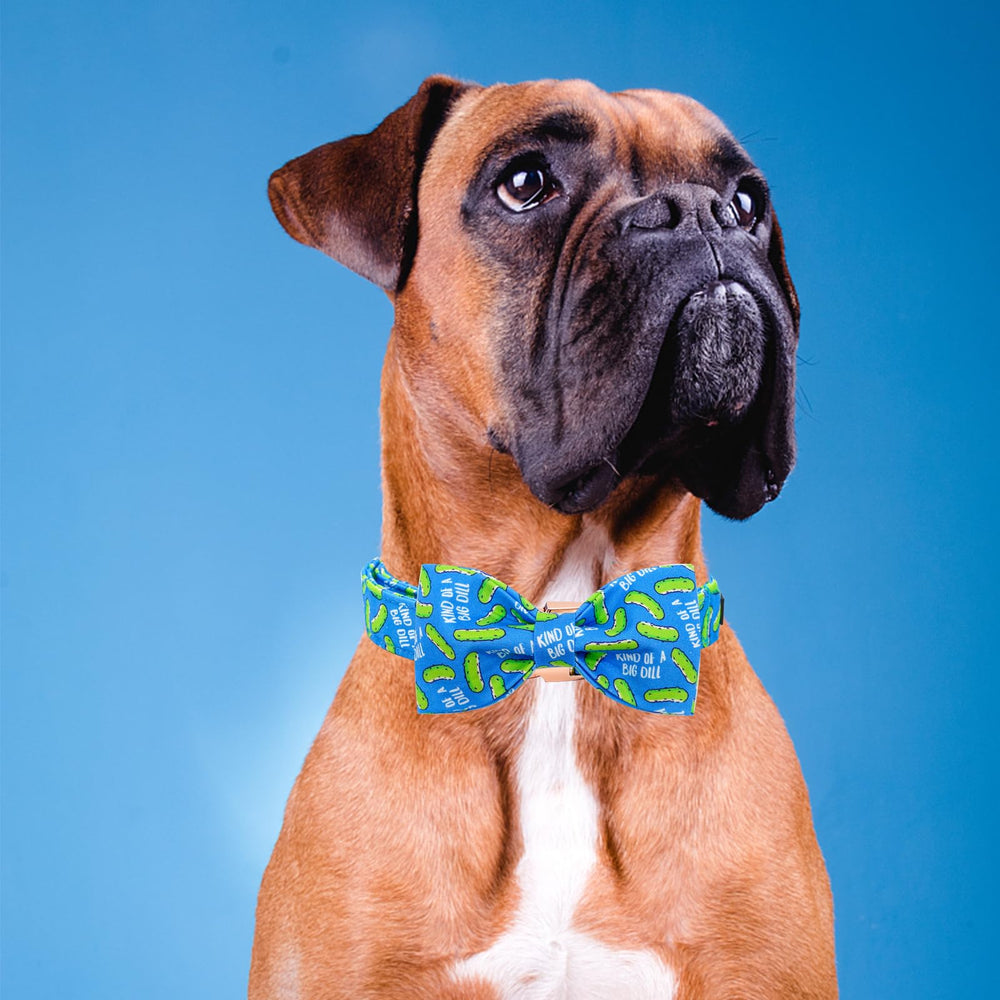 Elegant Little Tail Dill Pickles collar on a small dog showcases comfortable, stylish everyday wear