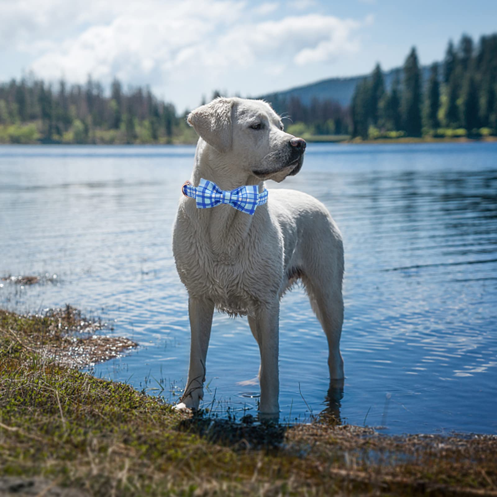 Dog wearing Elegant little tail blue plaid collar for everyday and occasions.